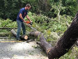 Best Tree Preservation Services  in Collinsville, AL