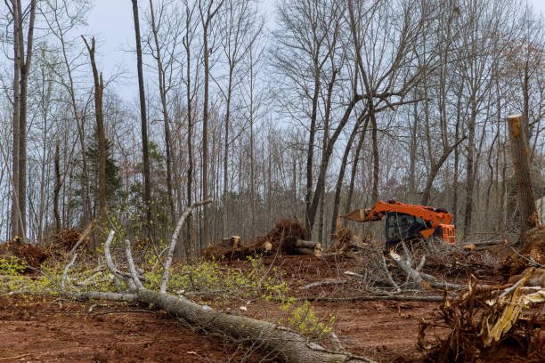 Best Tree Removal  in Collinsville, AL