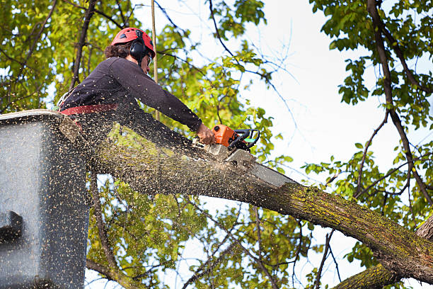 Best Emergency Tree Removal  in Collinsville, AL