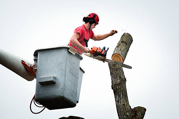 Best Fruit Tree Pruning  in Collinsville, AL