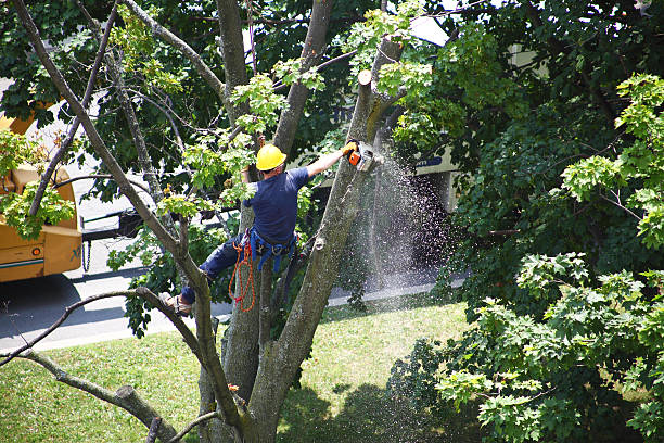 Best Tree Risk Assessment  in Collinsville, AL