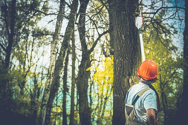 Best Tree Trimming and Pruning  in Collinsville, AL